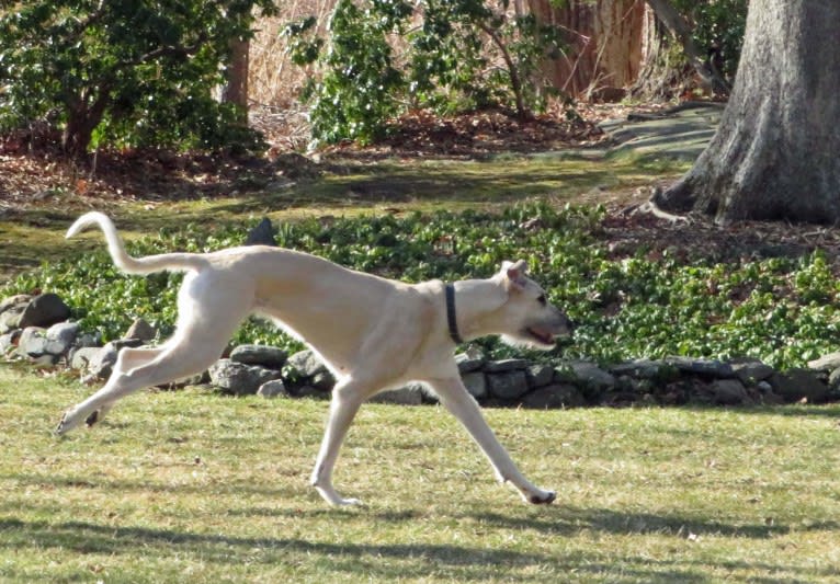 Talus, an Irish Wolfhound tested with EmbarkVet.com