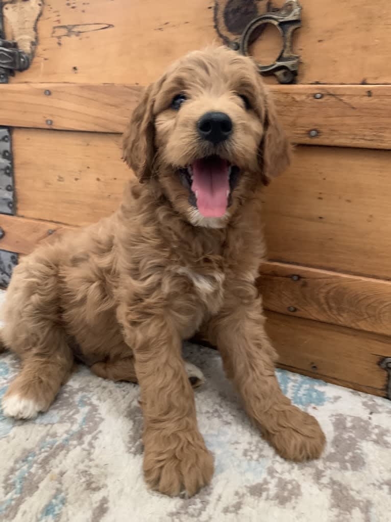 Black Collar, a Goldendoodle tested with EmbarkVet.com