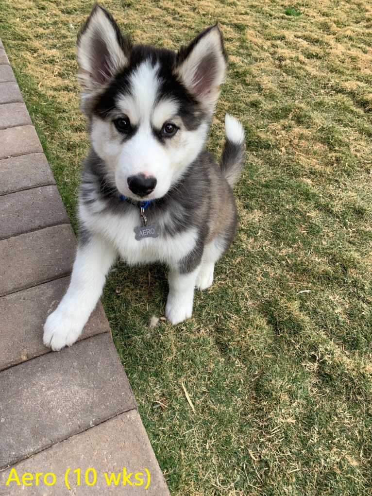 Aero, an Alaskan Malamute and Siberian Husky mix tested with EmbarkVet.com