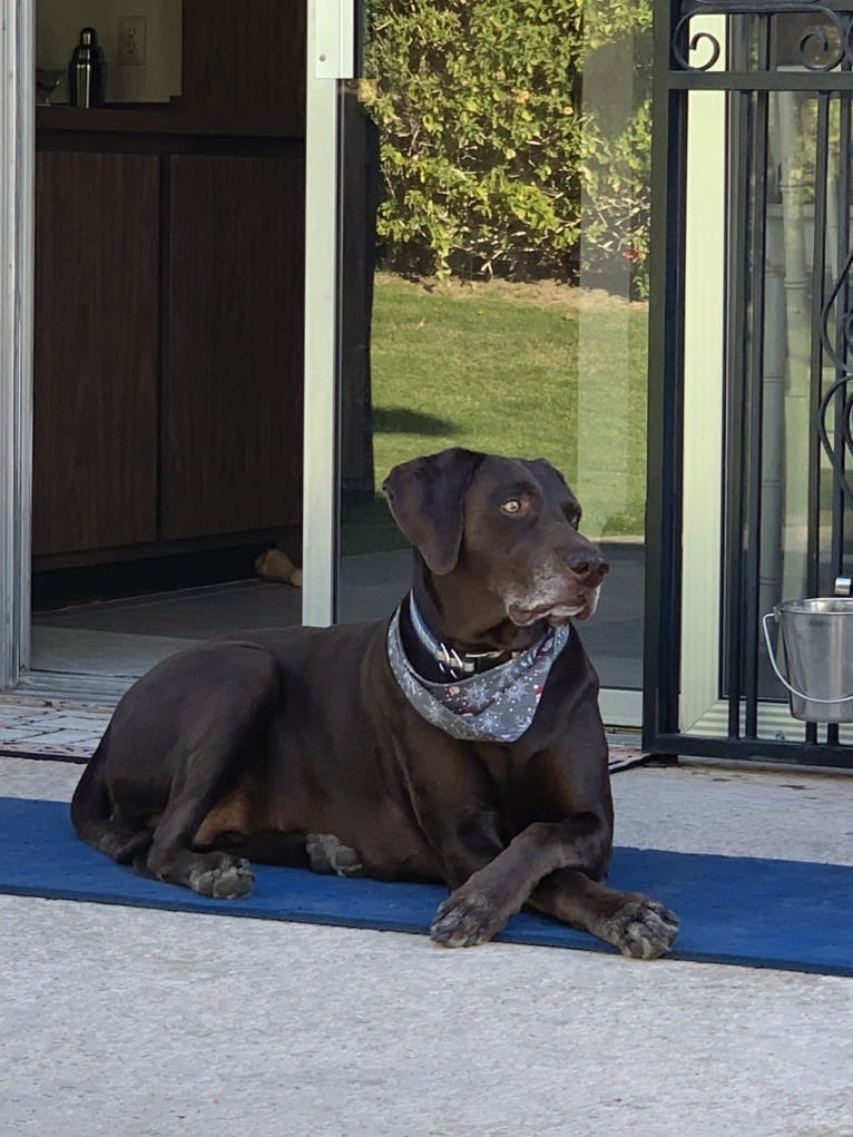 Kona, a Labrador Retriever and German Shorthaired Pointer mix tested with EmbarkVet.com