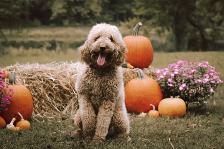 Tilly, a Labradoodle tested with EmbarkVet.com