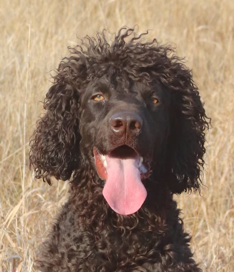 Murphy, an Irish Water Spaniel tested with EmbarkVet.com