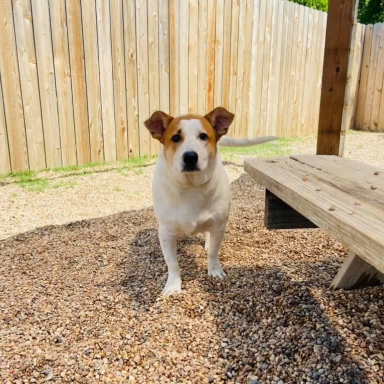 Poe, an Australian Cattle Dog and Chihuahua mix tested with EmbarkVet.com