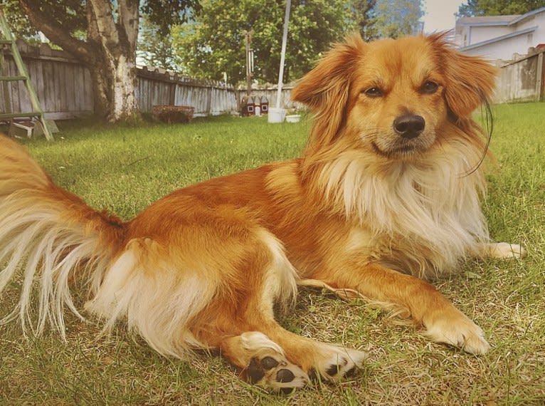 Bolt, a Pekingese and Poodle (Small) mix tested with EmbarkVet.com