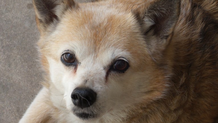 Lassie, a Pomeranian and Rat Terrier mix tested with EmbarkVet.com