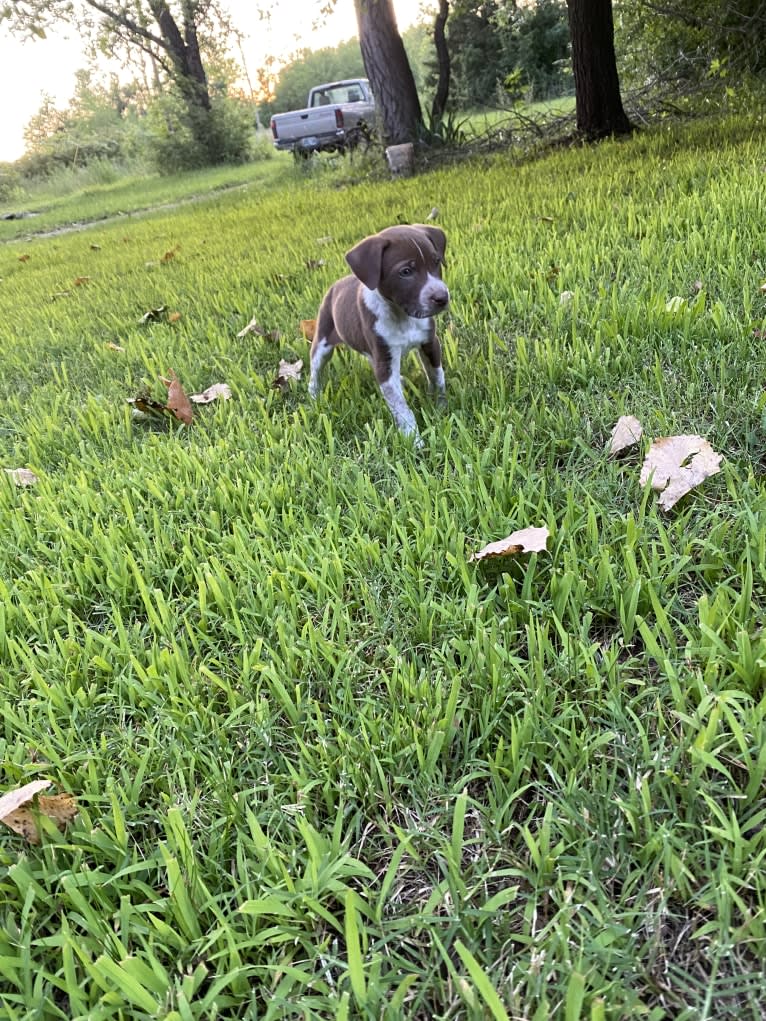 Odii, an American Pit Bull Terrier and Great Pyrenees mix tested with EmbarkVet.com