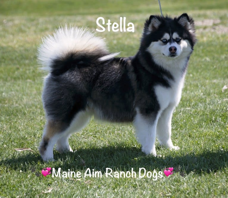 Stella, a Siberian Husky and Pomeranian mix tested with EmbarkVet.com