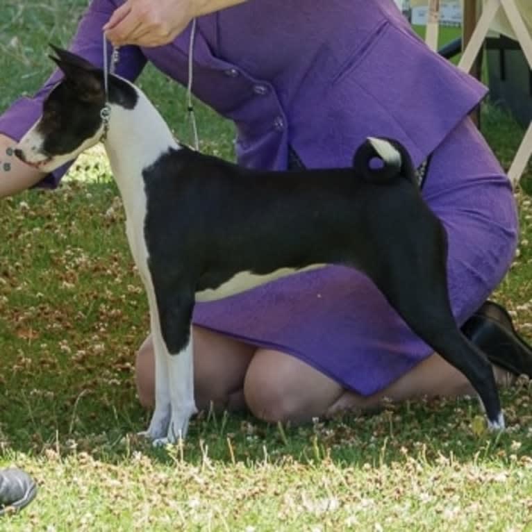 Skittles, a Basenji tested with EmbarkVet.com