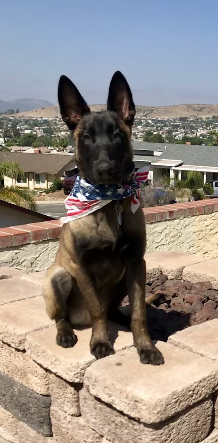 Hugo, a Belgian Malinois and Dutch Shepherd mix tested with EmbarkVet.com