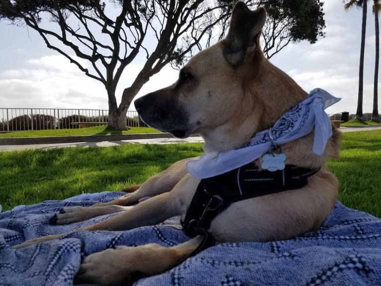 Victor, a Chow Chow and American Pit Bull Terrier mix tested with EmbarkVet.com