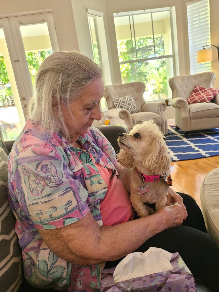 Phoebe, a Poodle (Small) and Shih Tzu mix tested with EmbarkVet.com