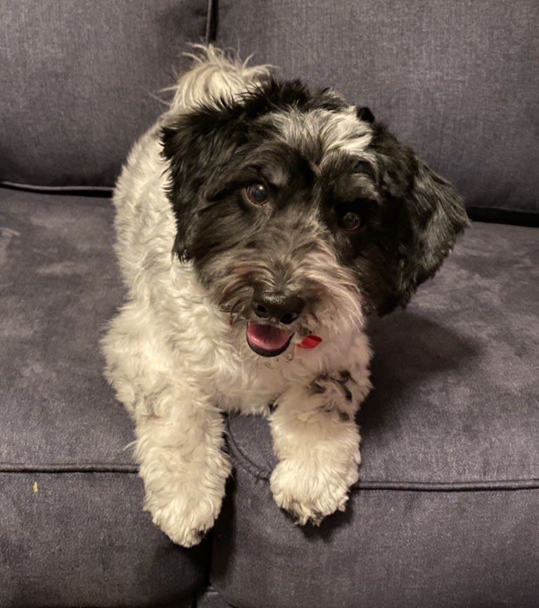 Ossy, a Havanese tested with EmbarkVet.com