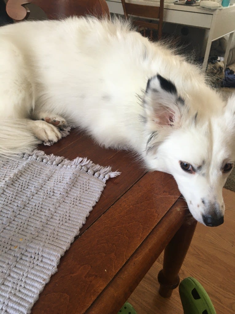 Josie, an English Shepherd and Australian Cattle Dog mix tested with EmbarkVet.com