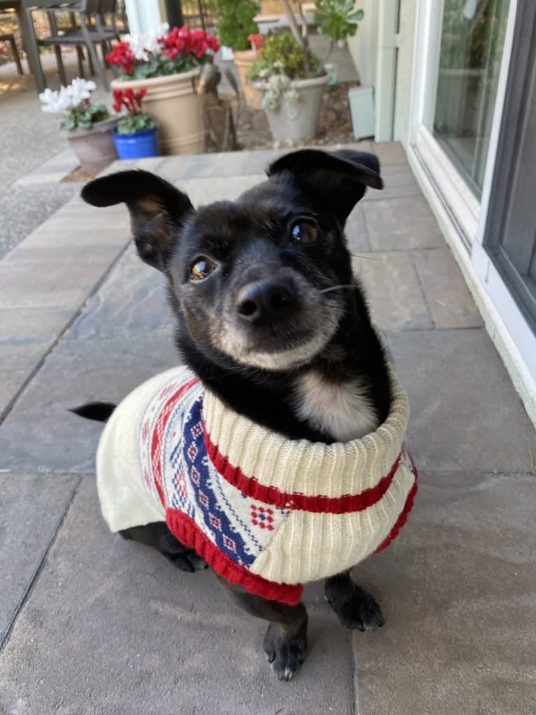 Hazel, a Chihuahua and Poodle (Small) mix tested with EmbarkVet.com