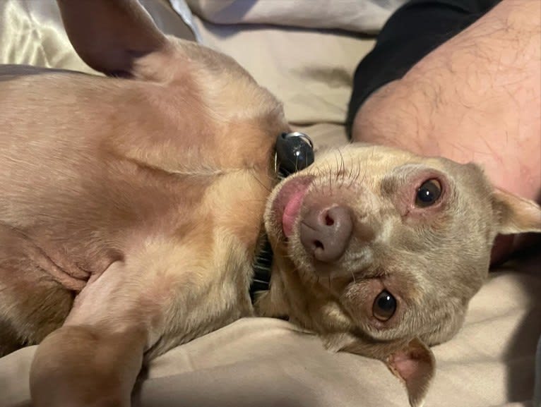 Roo, a Miniature Pinscher tested with EmbarkVet.com