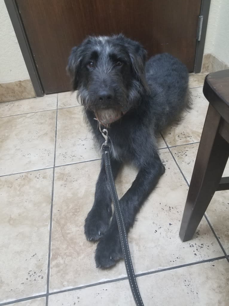 Laszlo, a Greater Swiss Mountain Dog and Poodle (Standard) mix tested with EmbarkVet.com