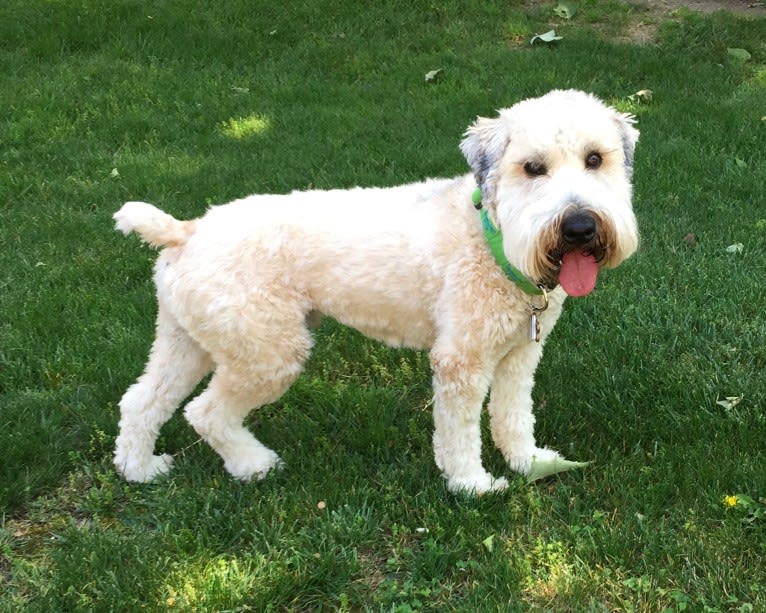 Wazzy, a Soft Coated Wheaten Terrier tested with EmbarkVet.com