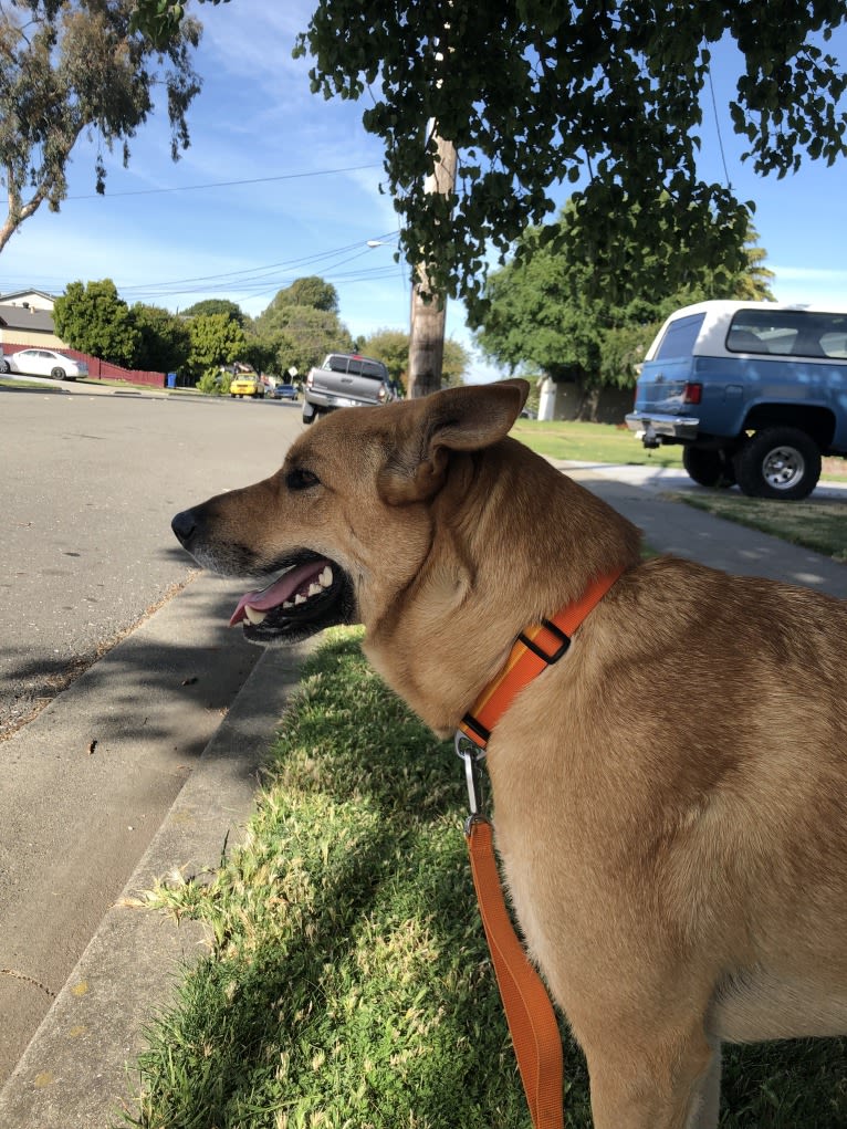 Chewbacca, a German Shepherd Dog and Australian Cattle Dog mix tested with EmbarkVet.com