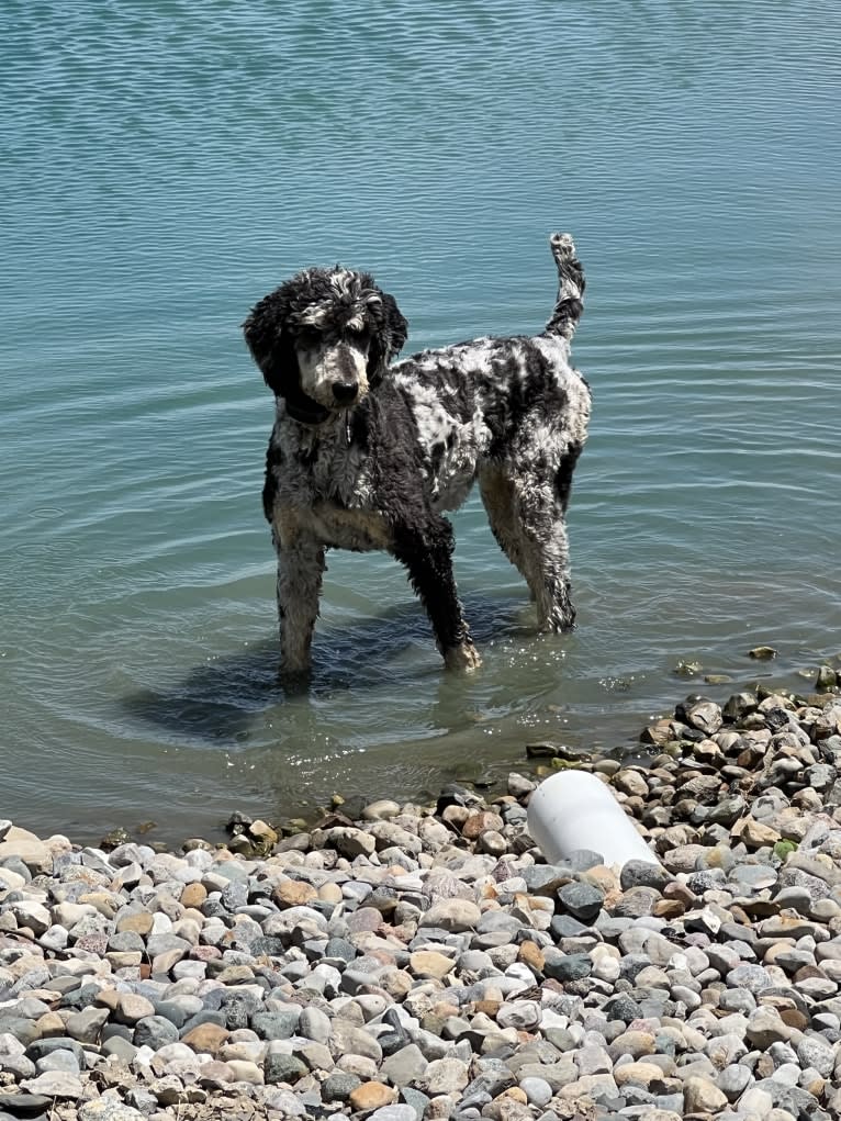 Ramona, a Poodle (Standard) tested with EmbarkVet.com