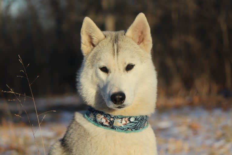 Orla, a Siberian Husky tested with EmbarkVet.com