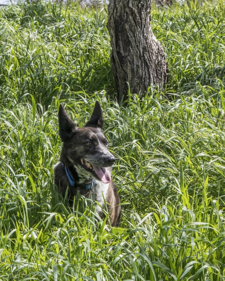 Lou, an Australian Cattle Dog and German Shepherd Dog mix tested with EmbarkVet.com