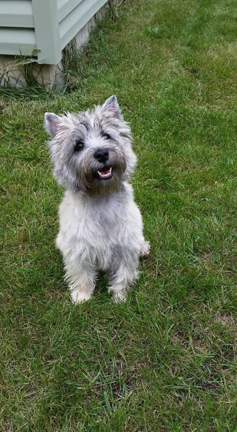 Cooper, a Cairn Terrier tested with EmbarkVet.com