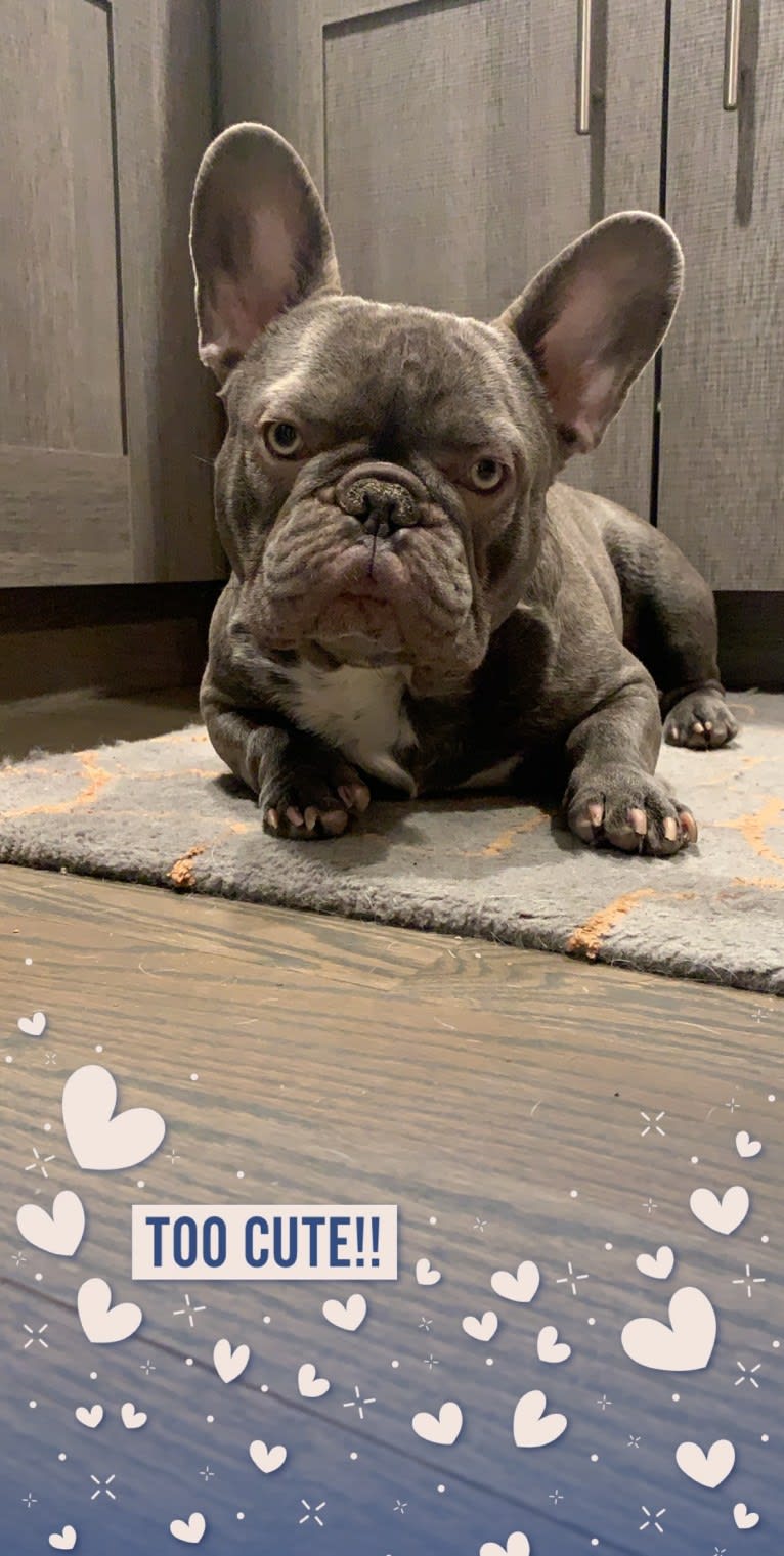 Nardo, a French Bulldog tested with EmbarkVet.com