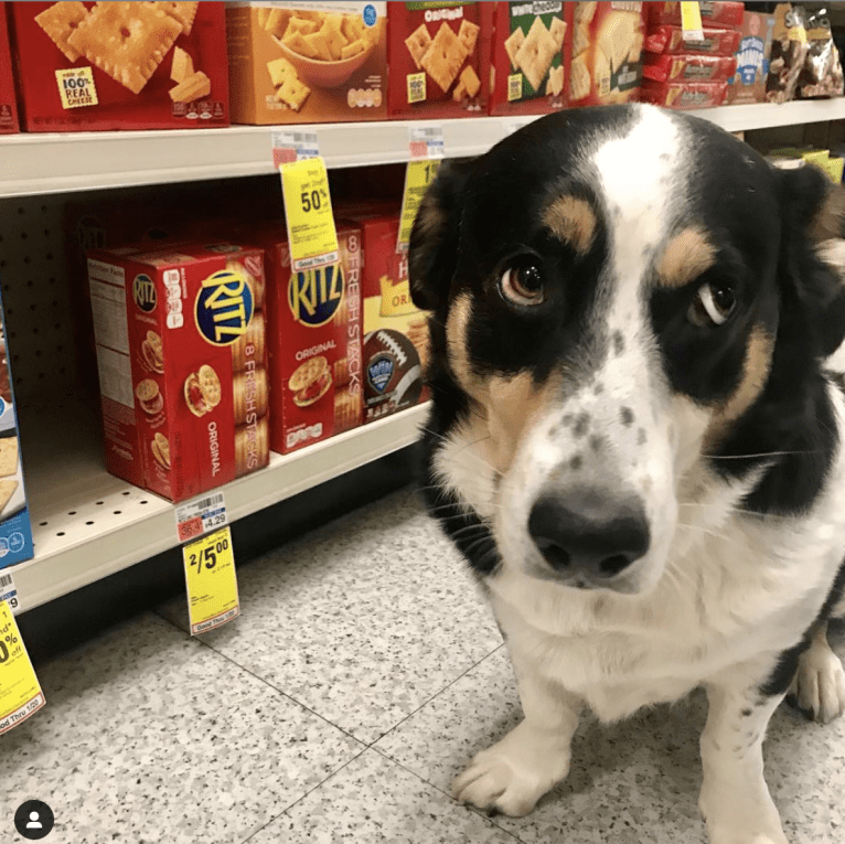 Franklin, a Labrador Retriever and Australian Shepherd mix tested with EmbarkVet.com