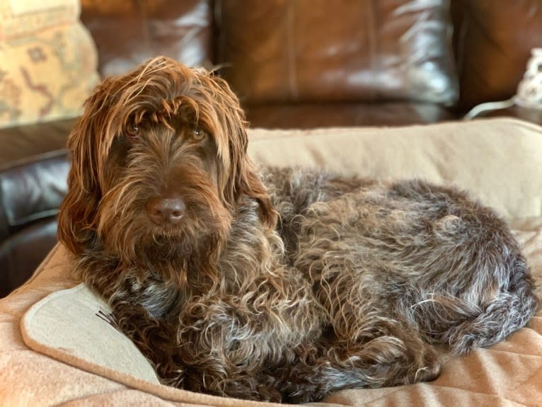 Hunter, a Wirehaired Pointing Griffon tested with EmbarkVet.com