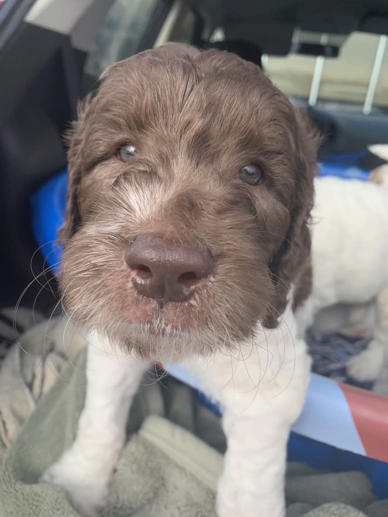 Oakley, a Goldendoodle tested with EmbarkVet.com