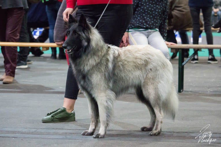 Qoiva de Roanelle, a Belgian Shepherd tested with EmbarkVet.com