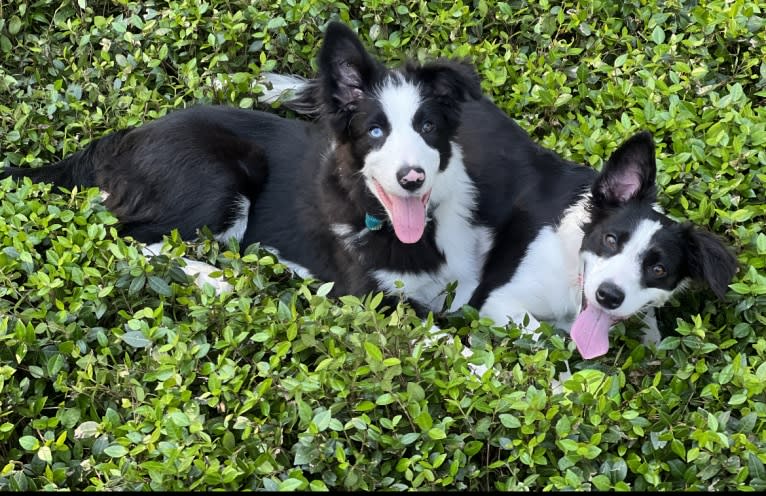 Blue, a Border Collie tested with EmbarkVet.com