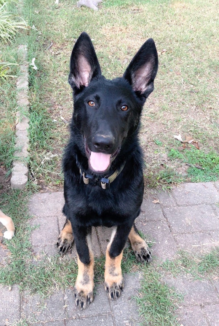 Kojak, a German Shepherd Dog tested with EmbarkVet.com