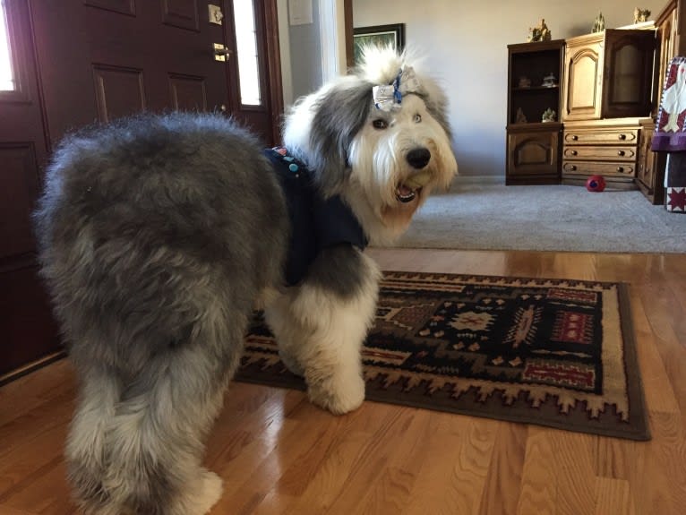 Winston, an Old English Sheepdog tested with EmbarkVet.com