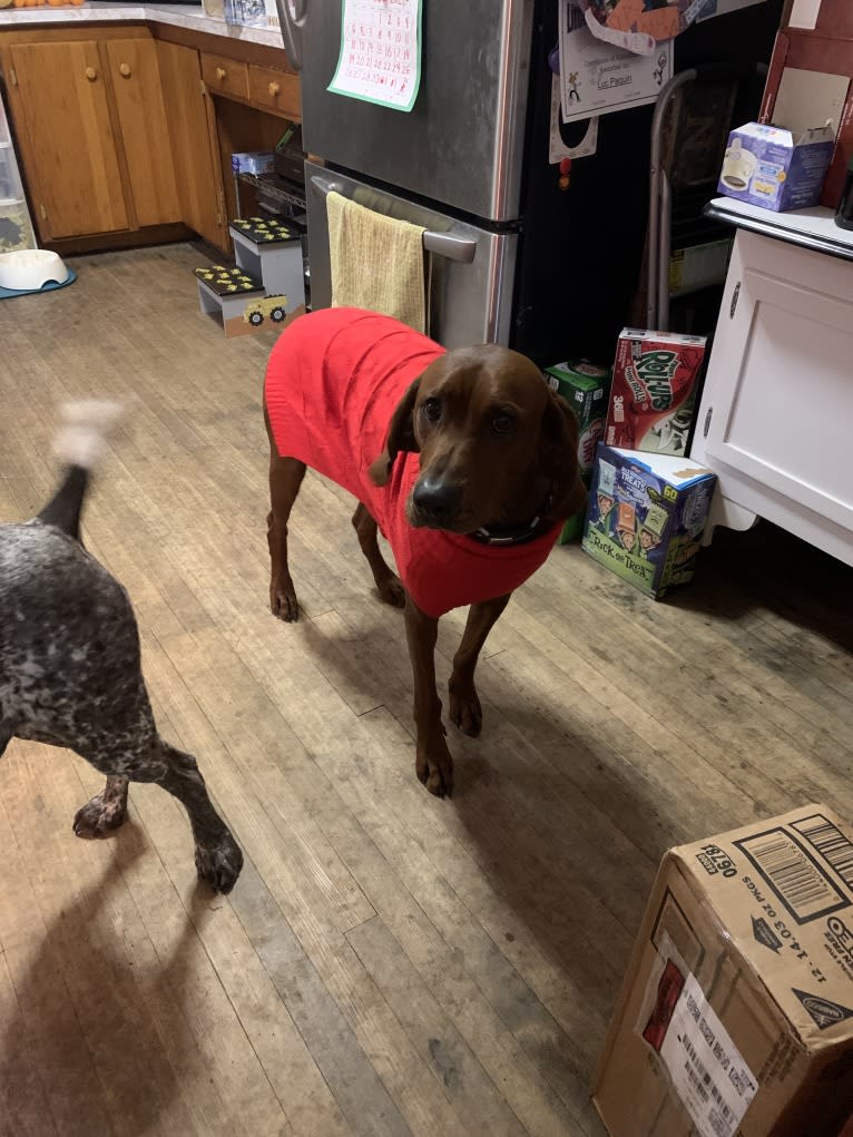 Red, a Redbone Coonhound tested with EmbarkVet.com