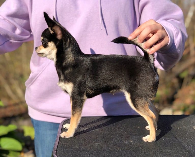 Mazzi, a Chihuahua tested with EmbarkVet.com