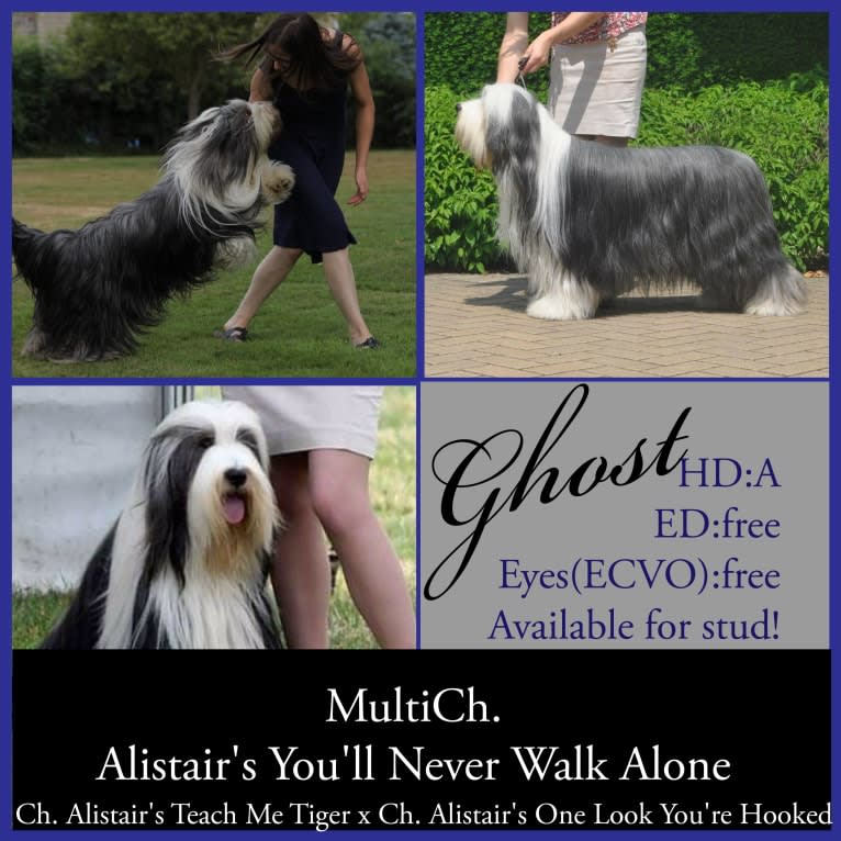 Ghost, a Bearded Collie tested with EmbarkVet.com