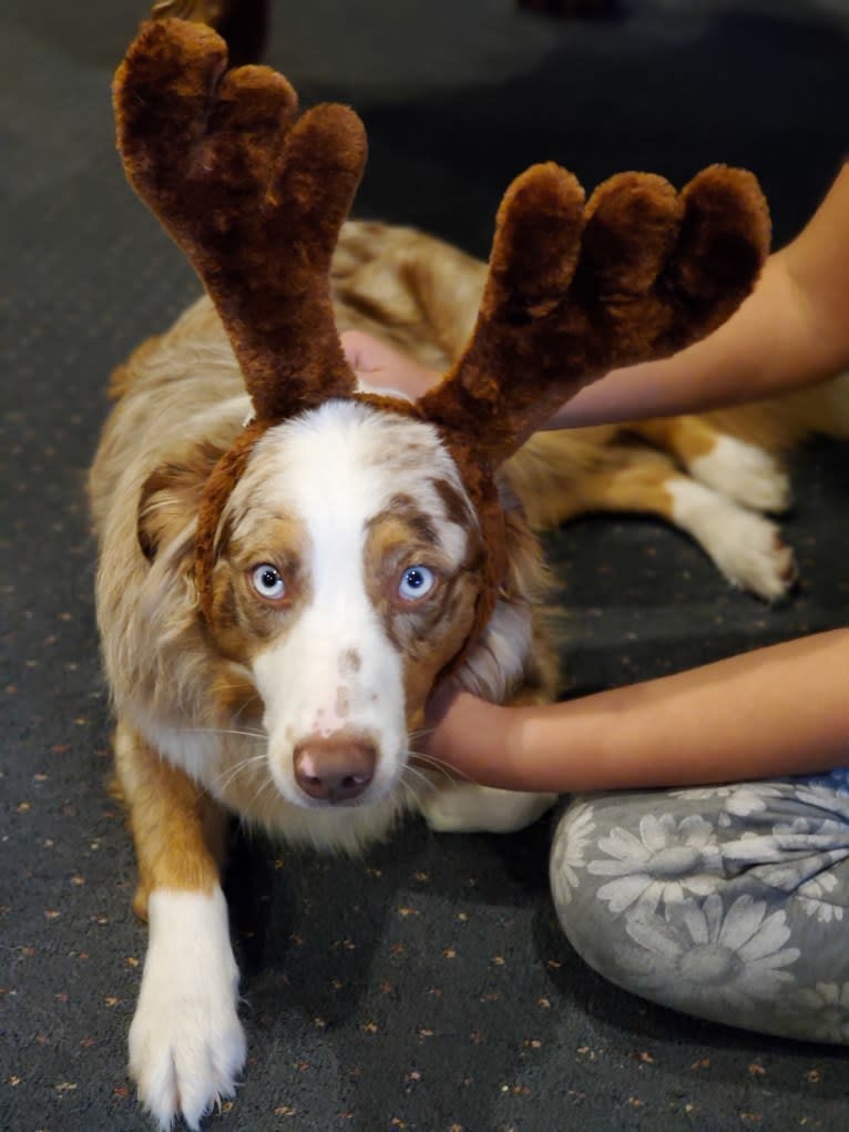 Josie, an Australian Shepherd tested with EmbarkVet.com