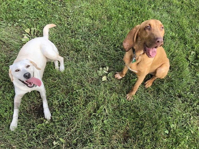 Penny, a Bloodhound tested with EmbarkVet.com