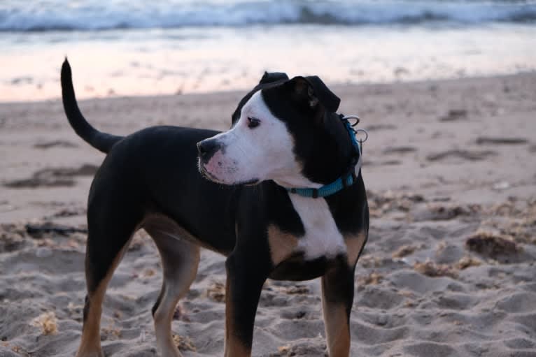 Hazel, a Bulldog and American Pit Bull Terrier mix tested with EmbarkVet.com