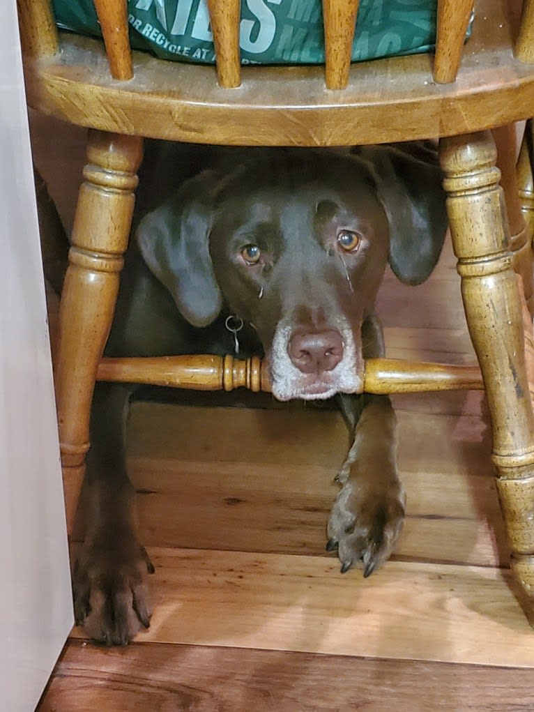 Rosco, a Labrador Retriever and Great Pyrenees mix tested with EmbarkVet.com