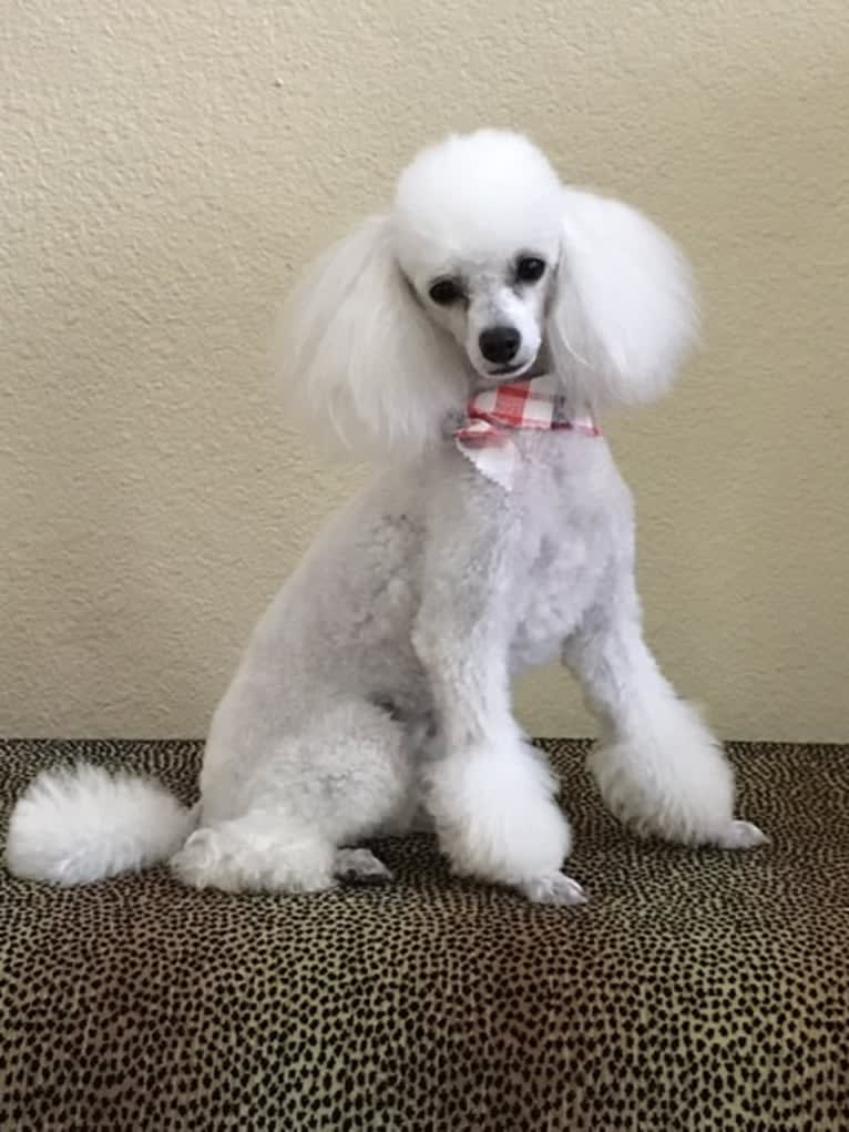 Keiko, a Poodle (Small) tested with EmbarkVet.com