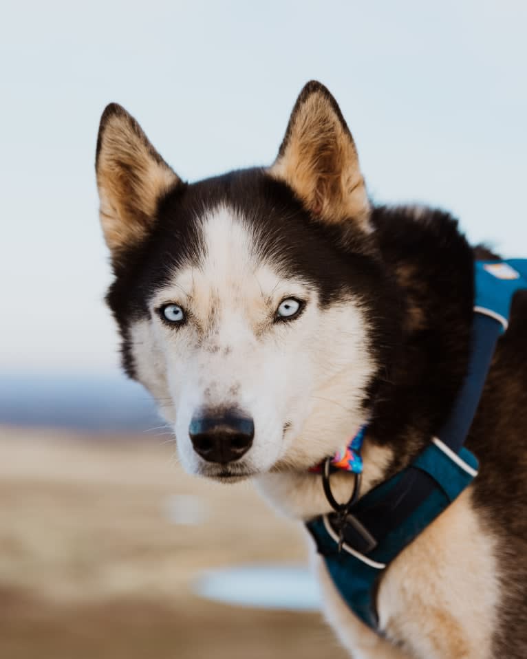 Tucker, a Siberian Husky tested with EmbarkVet.com