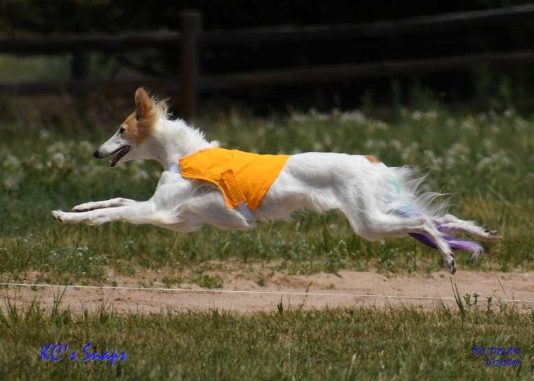 Azuma, a Silken Windhound tested with EmbarkVet.com