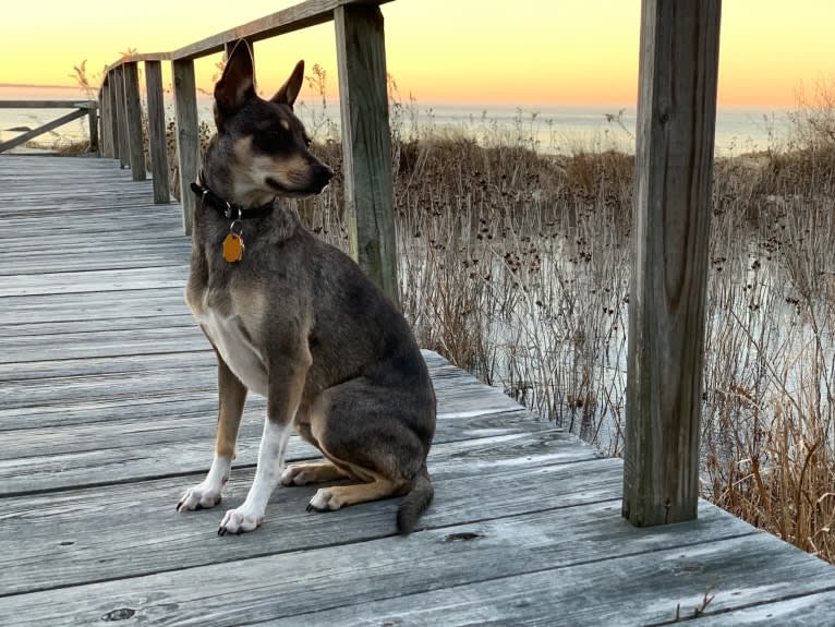 Loki, a Mountain Cur and Norwegian Elkhound mix tested with EmbarkVet.com