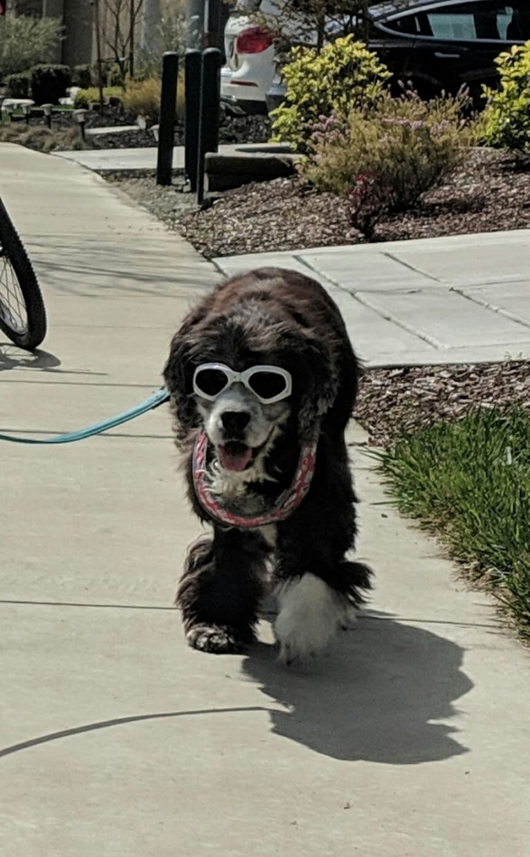 JD, a Cocker Spaniel and Lhasa Apso mix tested with EmbarkVet.com