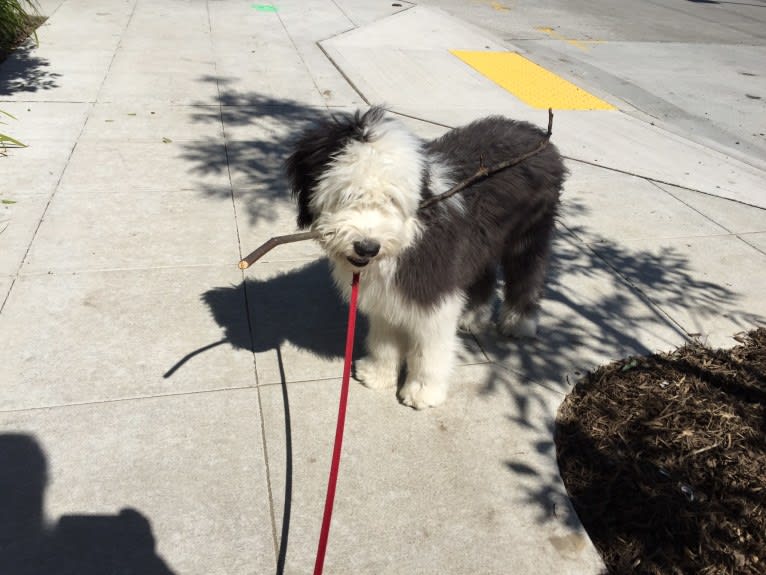 Winston, an Old English Sheepdog tested with EmbarkVet.com