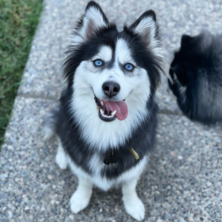 Gamora, a Pomsky tested with EmbarkVet.com