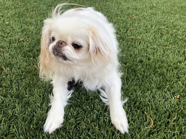 Mochi, a Japanese Chin tested with EmbarkVet.com