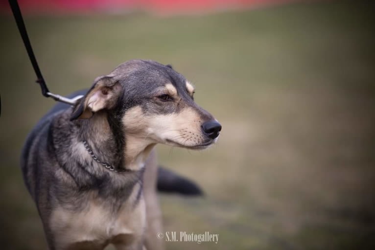 Medutis (Little Honey), an Eastern European Village Dog tested with EmbarkVet.com